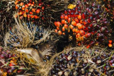 Oil Palm as Indonesia’s Leading Plantation Commodity